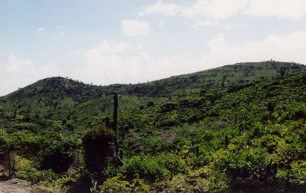 Aruba birds and birding - Arikok National Park looking luch after January 1999 rains