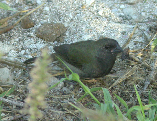 Black-faced Grassquit