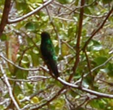 Blue-tailed Emerald