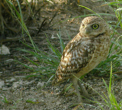 Burrowing Owl