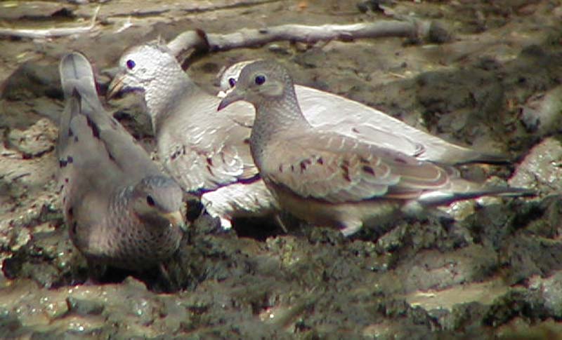 Common Ground Dove