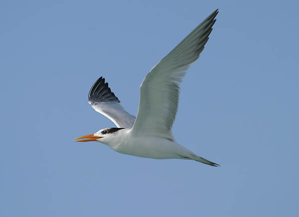 Royal Tern