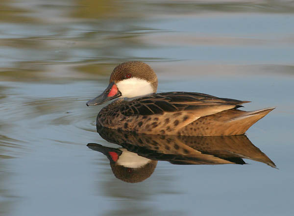 White-cheeked Pintail