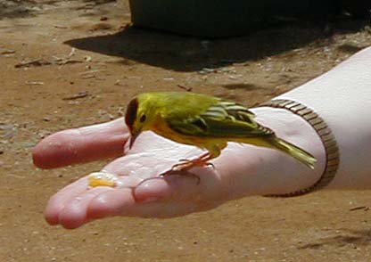 Yellow Warbler