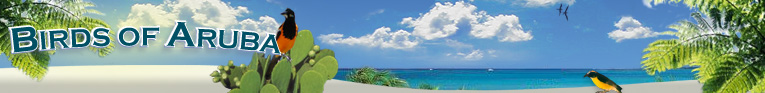 Birds of Aruba