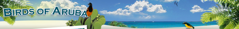 Birds of Aruba