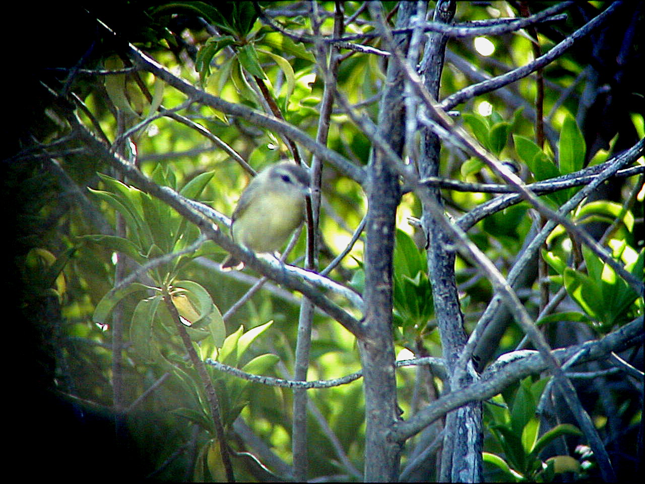 Philadelphia Vireo on Aruba